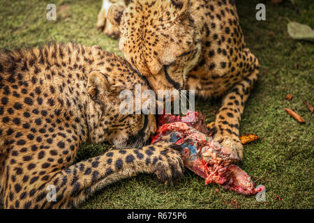 Cheetah festoyer sur la viande Banque D'Images