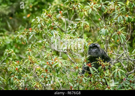 Singe langur noir Banque D'Images