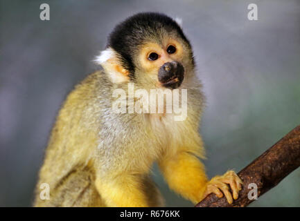 Singe-écureuil bolivien ou black-capped singe écureuil saimiri boliviensis Banque D'Images