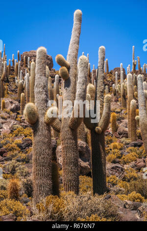 Big cactus en Bolivie Banque D'Images