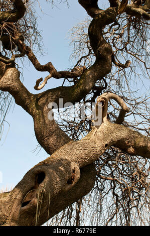 Le feuillage de la couronne d'un arbre sophora en hiver Banque D'Images