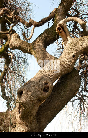 Le feuillage de la couronne d'un arbre sophora en hiver Banque D'Images