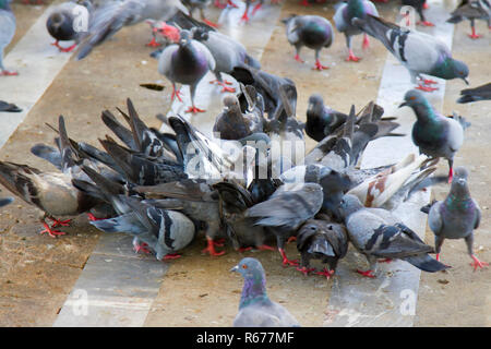 Les pigeons mangent beaucoup de nourriture. Banque D'Images