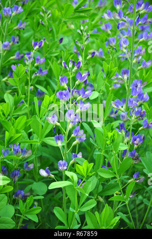 Indigolupine (Baptisia australis) Banque D'Images