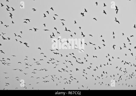 Grande bande d'oiseaux dans le ciel Banque D'Images