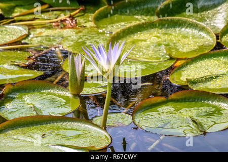 Water Lily en Egypte Banque D'Images