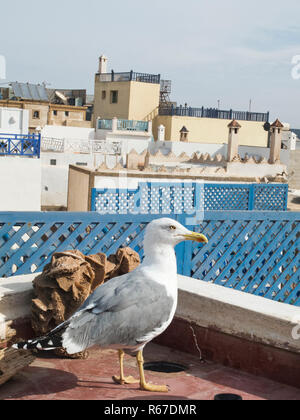 Seagull sur le toit à Essaouira Banque D'Images