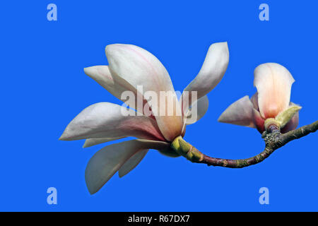 Deux fleurs magnolia magnolia sprengeri Banque D'Images