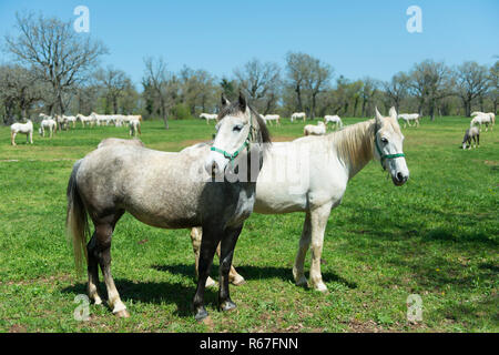 Un cheval blanc dans la nature dans la région de Stellenbosch, Slovénie Banque D'Images