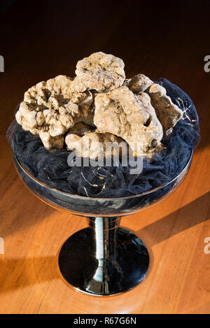 La truffe blanche Magnifique sur un piédestal avec tasse Banque D'Images