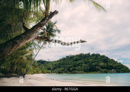 Dries arbre sur la plage à la mer avec le ciel en été. Banque D'Images