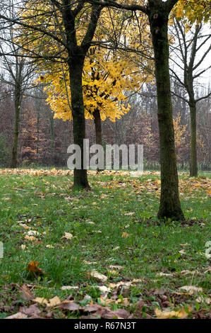 Les feuilles tombées sur le sol à l'automne dans les bois Banque D'Images