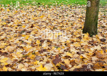 Les feuilles tombées sur le sol à l'automne dans les bois Banque D'Images