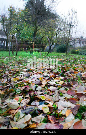 Les feuilles tombées sur le sol à l'automne dans les bois Banque D'Images