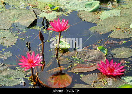 Lotus (Nelumbo nucifera), Water Lilly Rose lilies Banque D'Images