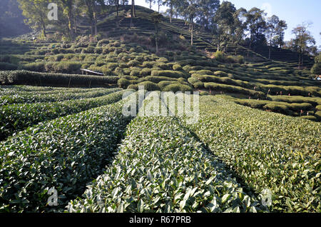 Vert frais belle plantation de thé Longjing chinois Banque D'Images