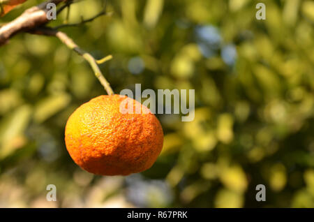 Mandarin Orange sur l'arbre Banque D'Images