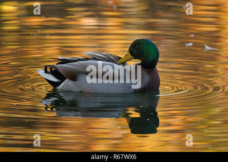 Mallard (Anas) plathyrrhynchos, drake lui-même dans l'eau de nettoyage, Bade-Wurtemberg, Allemagne Banque D'Images