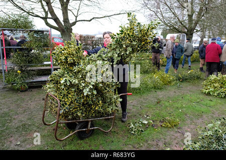 Burford House, Tenbury Wells, Worcestershire, Royaume-Uni - Le mardi 4 décembre 2018 - Noël de houx et de gui gui - vente aux enchères ventes aux enchères ont eu lieu à Tenbury Wells depuis plus de 160 ans. Les acheteurs à emporter leurs ballots de holly - certains acheteurs ont voyagé d'aussi loin que le Kent, Norfolk et du Lancashire. Photo Steven Mai / Alamy Live News Banque D'Images