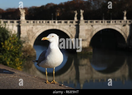 Rome, Italie. 9Th Jul 2018. Une mouette se distingue par le Tibre à Rome, Italie, le 4 décembre 2018. Credit : Cheng Tingting/Xinhua/Alamy Live News Banque D'Images