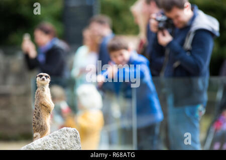 Meerkat vigilante dans un zoo debout sur un rocher et surveiller de près ce qui se passe autour de Banque D'Images