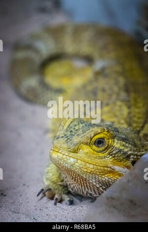 Lézard dragon barbu Banque D'Images