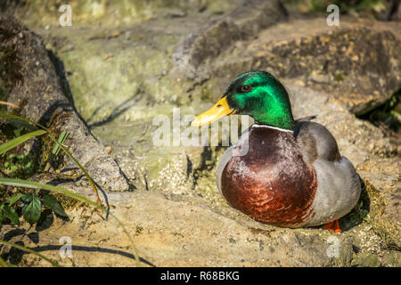 Canard sur un rocher Banque D'Images