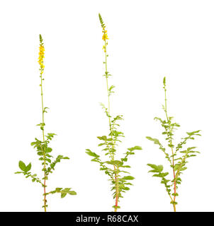 Agrimonia eupatoria, aigremoine, clochers ou sticklewort. Isolé sur fond blanc. Banque D'Images