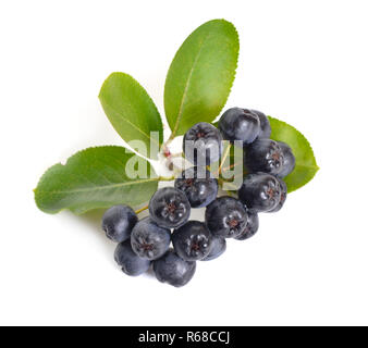 Aronia melanocarpa aronie noire, appelé le. Isolé sur fond blanc. Banque D'Images