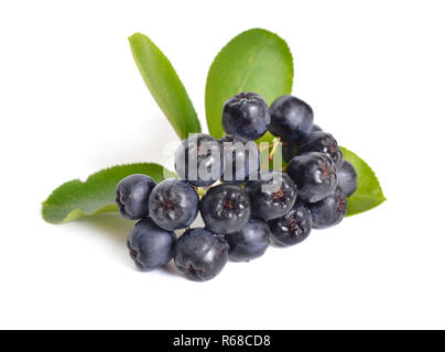 Aronia melanocarpa aronie noire, appelé le. Isolé sur fond blanc. Banque D'Images