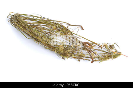 Pimpinella saxifraga, connu sous le nom de Burnett, saxifrage à solidstem boucage saxifrage, moindre Burnett. Plantes médicinales séchées. Banque D'Images