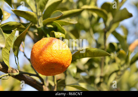 Mandarin Orange sur l'arbre Banque D'Images