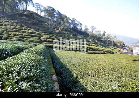 Vert frais belle plantation de thé Longjing chinois Banque D'Images