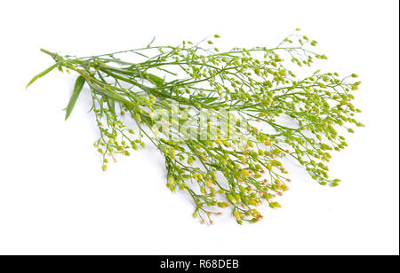 L'Erigeron canadensis ou Conyza canadensis. Noms communs : horseweed horseweed canadien, Canadien, vergerette, coltstail marestail butterweed, et. Banque D'Images