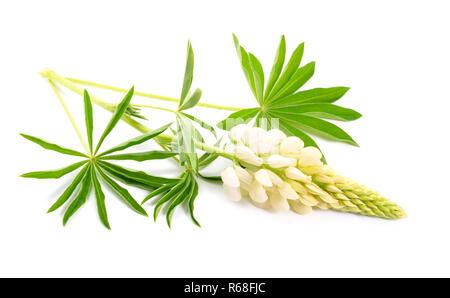 Lupinus blanc, communément connu sous le nom de lupin ou lupin. Isolées. Banque D'Images