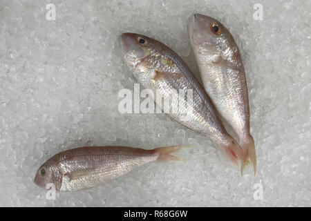 Ornate threadfin bream pêcher dans la glace pour la cuisson. Banque D'Images