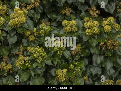 Lierre, Hedera helix en fleurs en automne, un aimant pour les insectes. Banque D'Images