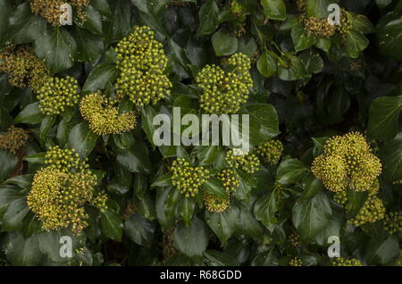 Lierre, Hedera helix en fleurs en automne, un aimant pour les insectes. Banque D'Images