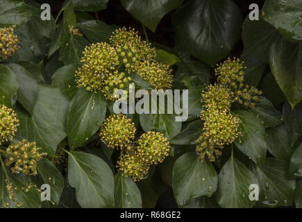 Lierre, Hedera helix en fleurs en automne, un aimant pour les insectes. Banque D'Images