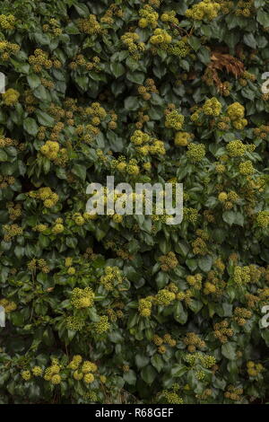 Lierre, Hedera helix en fleurs en automne, un aimant pour les insectes. Banque D'Images