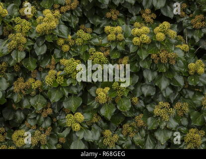 Lierre, Hedera helix en fleurs en automne, un aimant pour les insectes. Banque D'Images