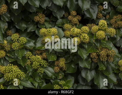 Lierre, Hedera helix en fleurs en automne, un aimant pour les insectes. Banque D'Images