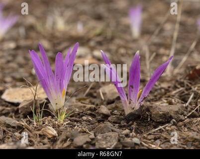 Merendera pyrénéen, Colchicum montanum, en fleurs à l'automne dans les Pyrénées espagnoles. Banque D'Images