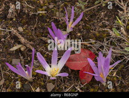 Merendera pyrénéen, Colchicum montanum, en fleurs, avec feuille d'érable de Montpellier, à l'automne dans les Pyrénées espagnoles. Banque D'Images