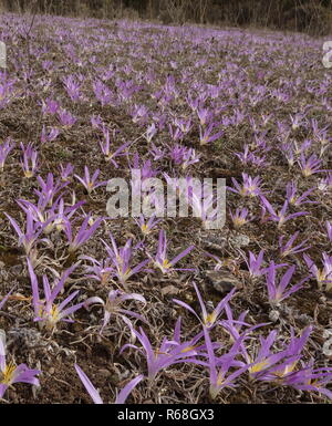 Merendera pyrénéen, Colchicum montanum, en fleurs à l'automne dans les Pyrénées espagnoles. Banque D'Images