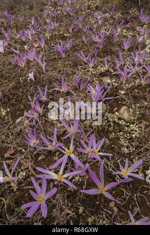 Merendera pyrénéen, Colchicum montanum, en fleurs à l'automne dans les Pyrénées espagnoles. Banque D'Images