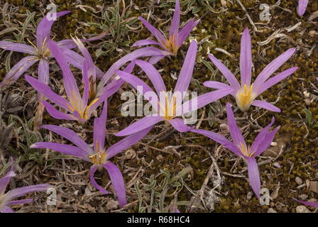 Merendera pyrénéen, Colchicum montanum, en fleurs à l'automne dans les Pyrénées espagnoles. Banque D'Images