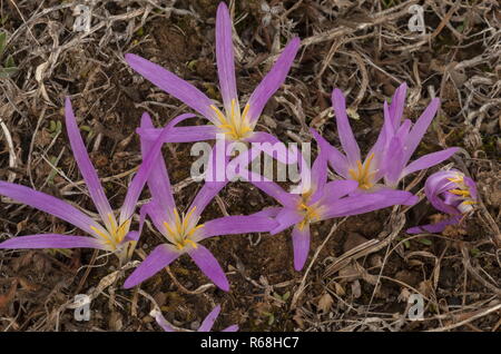 Merendera pyrénéen, Colchicum montanum, en fleurs à l'automne dans les Pyrénées espagnoles. Banque D'Images