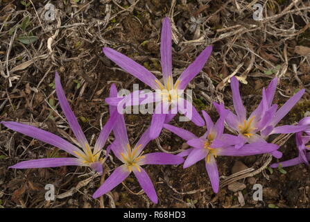 Merendera pyrénéen, Colchicum montanum, en fleurs à l'automne dans les Pyrénées espagnoles. Banque D'Images