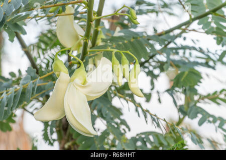 Grandiflora Sesbania ou de légumes blanc de Hummingbird Banque D'Images
